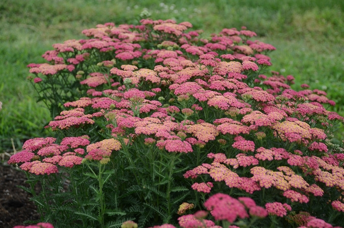 'Sassy Summer Taffy' Yarrow - Achillea millefolium from Ladds Gardencener