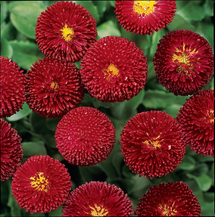 Bellissima™ Red - Bellis perennis from Ladds Gardencener