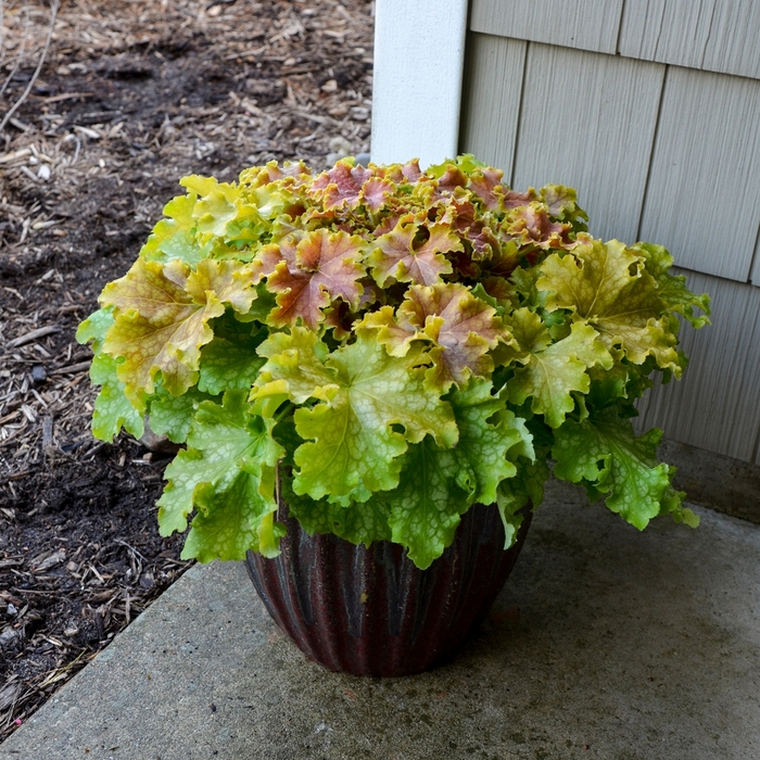 Dolce® 'Apple Twist' - Heuchera (Coral Bells) from Ladds Gardencener
