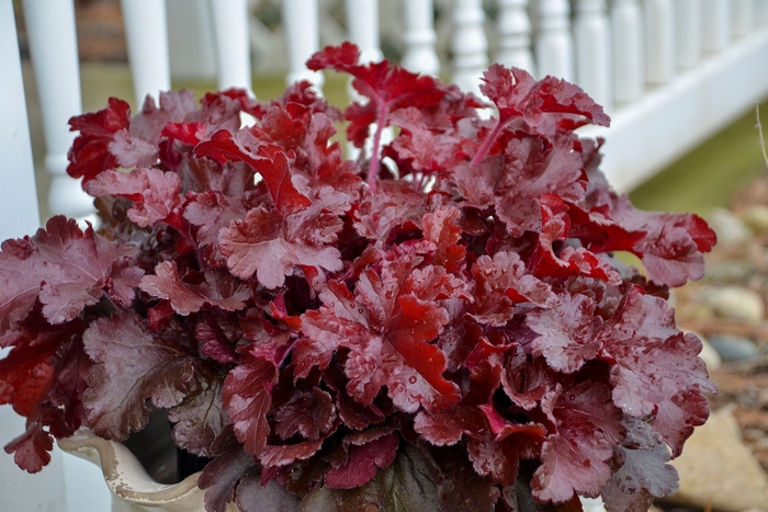 Dolce® 'Cherry Truffles' - Heuchera (Coral Bells) from Ladds Gardencener