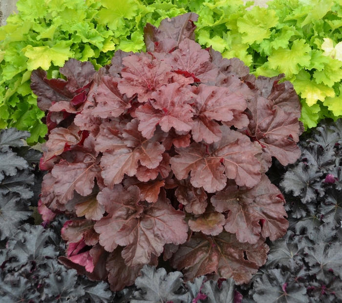 Primo® 'Mahogany Monster' - Heuchera (Coral Bells) from Ladds Gardencener