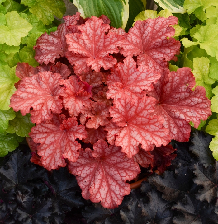 Primo® 'Peachberry Ice' - Heuchera (Coral Bells) from Ladds Gardencener