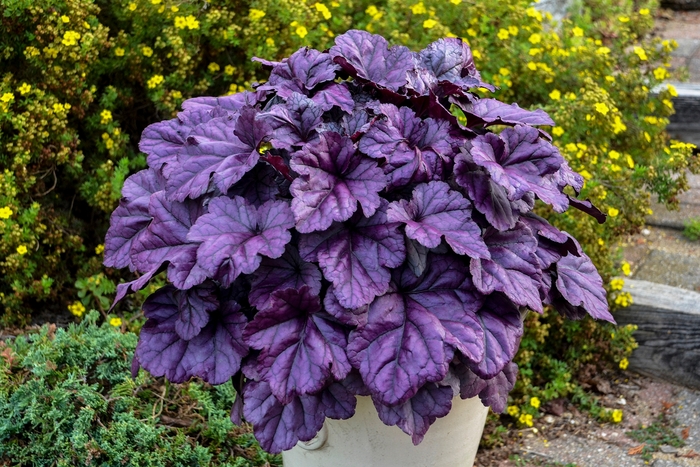 Dolce® 'Wildberry' - Heuchera (Coral Bells) from Ladds Gardencener