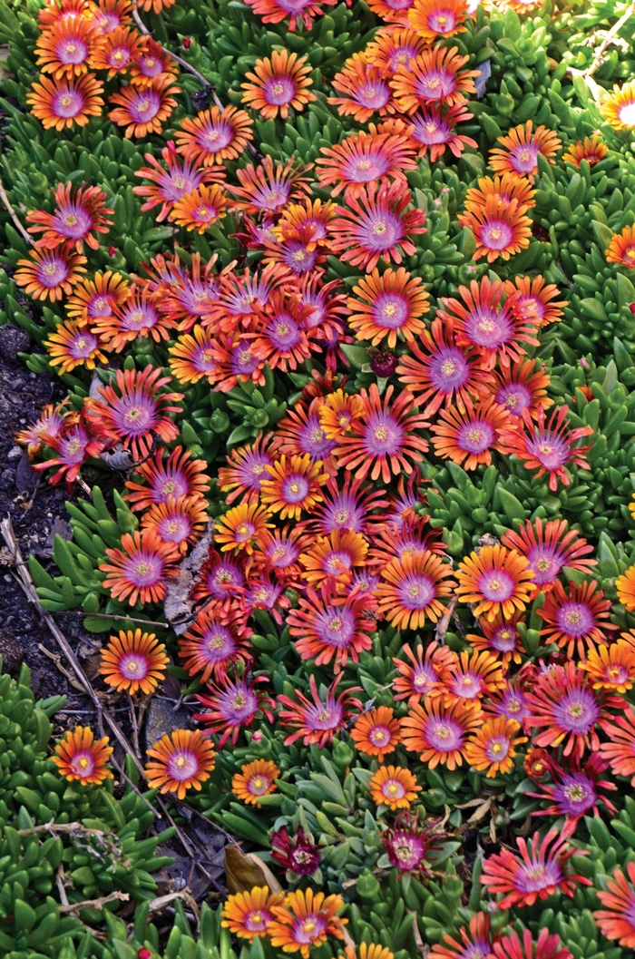 'Fire Spinner®' Ice Plant - Delosperma from Ladds Gardencener