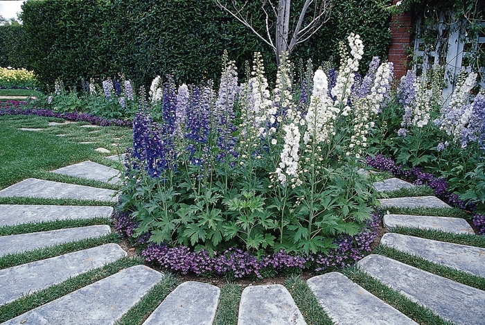 'Guardian Mix' - Delphinium elatum from Ladds Gardencener