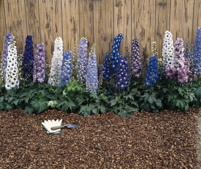 'Magic Fountain Mix' - Delphinium elatum from Ladds Gardencener