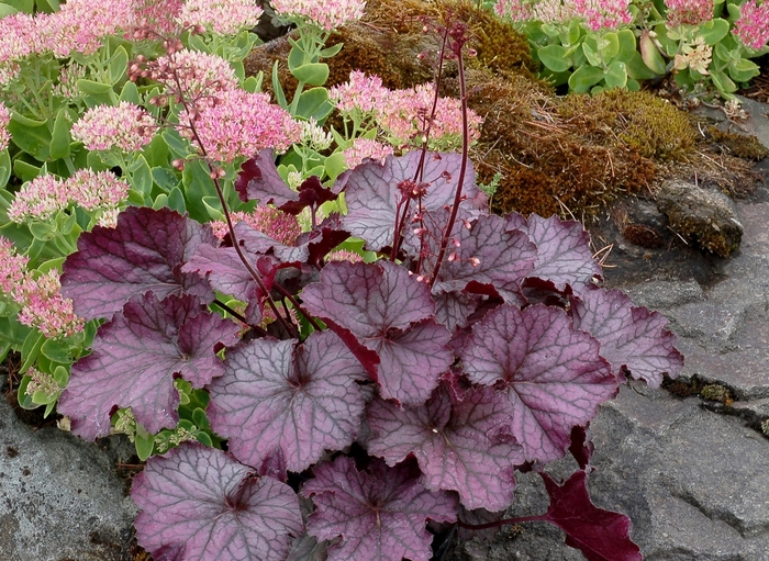 Northern Exposure™ 'Purple' - Heuchera (Coral Bells) from Ladds Gardencener