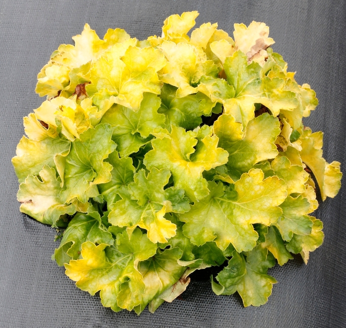 'Lemon Supreme' Coral Bells - Heuchera from Ladds Gardencener