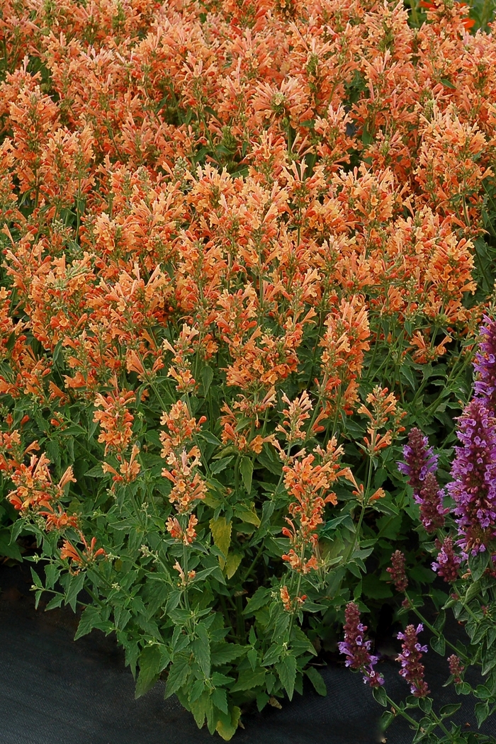 Poquito™ 'Orange' - Agastache (Hummingbird Mint) from Ladds Gardencener