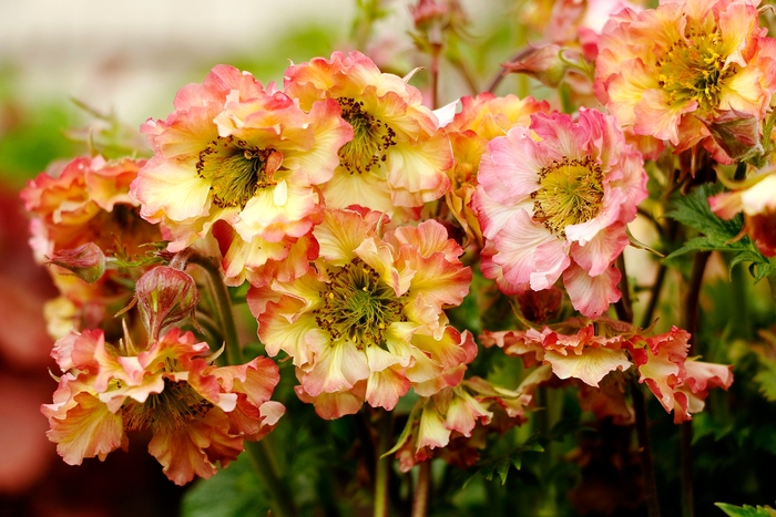 Pretticoats™ 'Peach' - Geum from Ladds Gardencener