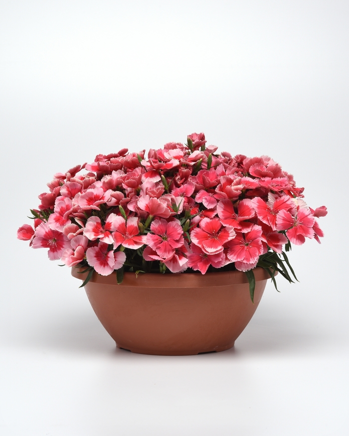 Coronet™ 'Strawberry' - Dianthus chinensis (Pinks) from Ladds Gardencener