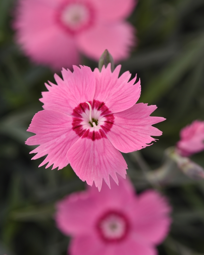 Mountain Frost™ 'Pink Twinkle' - Dianthus (China Pinks, Cheddar Pinks) from Ladds Gardencener