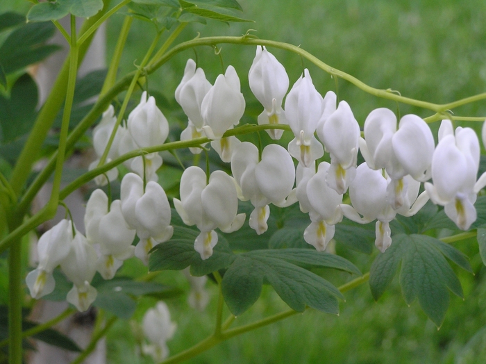 'Alba' Bleeding Heart - Dicentra spectabilis from Ladds Gardencener