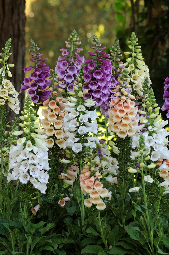 'Dalmatian Mix' - Digitalis purpurea (Foxglove) from Ladds Gardencener