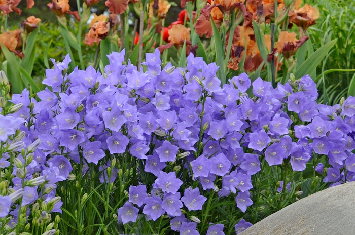 'Takion Blue' Peach-Leaved Bellflower - Campanula persicifolia from Ladds Gardencener