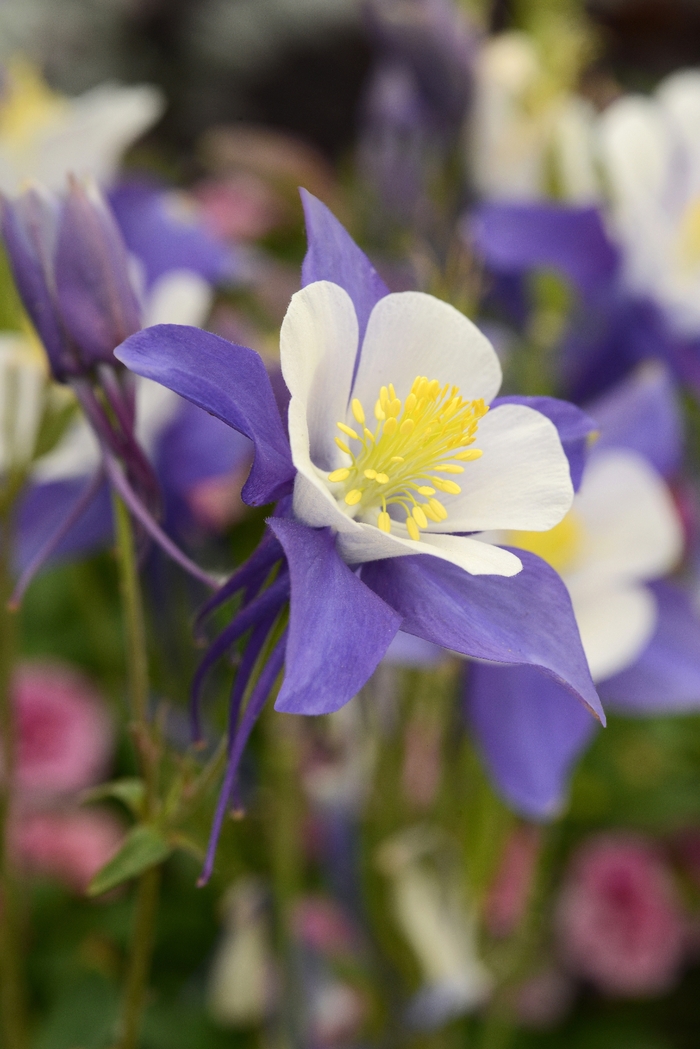 'Swan Blue and White' - Aquilegia (Columbine) from Ladds Gardencener