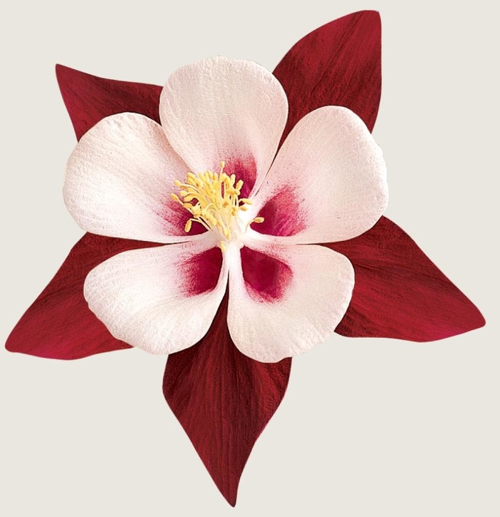 'Swan Burgundy and White' - Aquilegia (Columbine) from Ladds Gardencener
