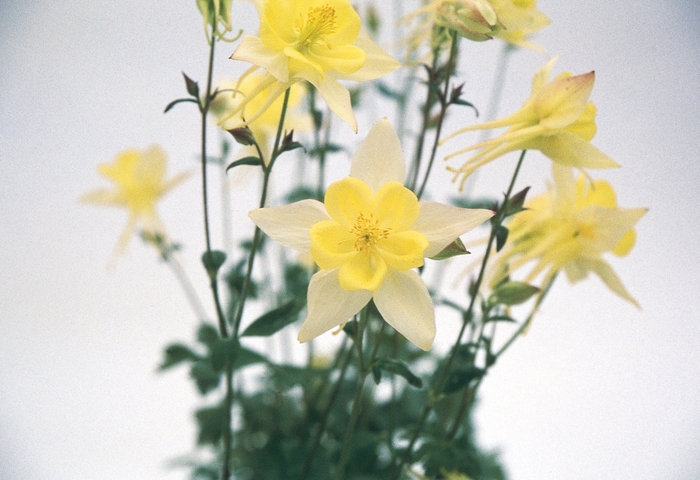 'Swan Yellow' - Aquilegia (Columbine) from Ladds Gardencener