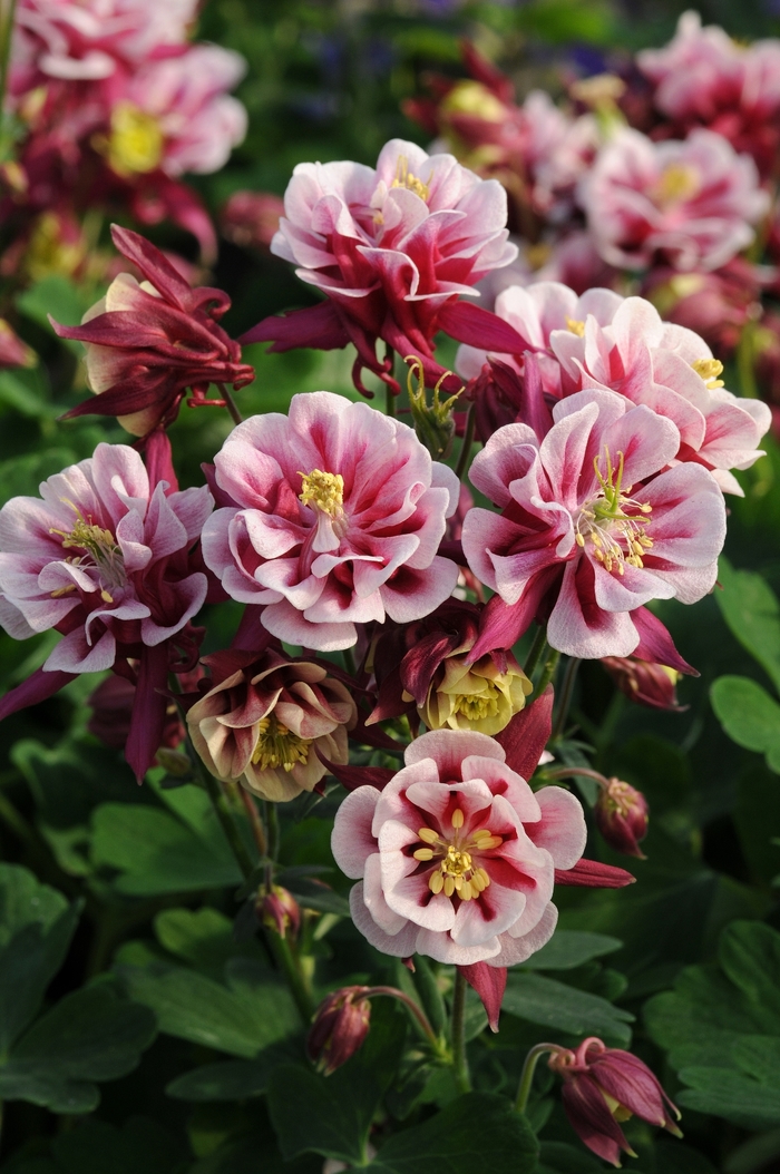 'Winky Double Red & White' - Aquilegia vulgaris (Columbine) from Ladds Gardencener