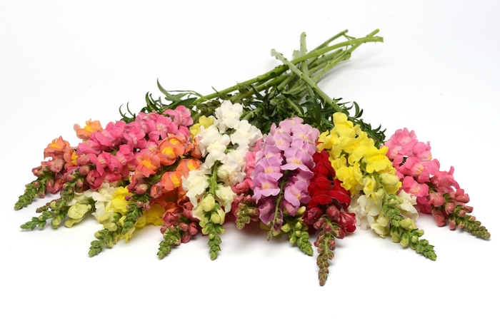 Rocket 'Mix' - Antirrhinum majus (Snapdragon) from Ladds Gardencener