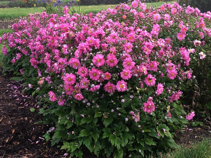 Fall in Love™ 'Sweetly' - Anemone (Japanese Anemone) from Ladds Gardencener