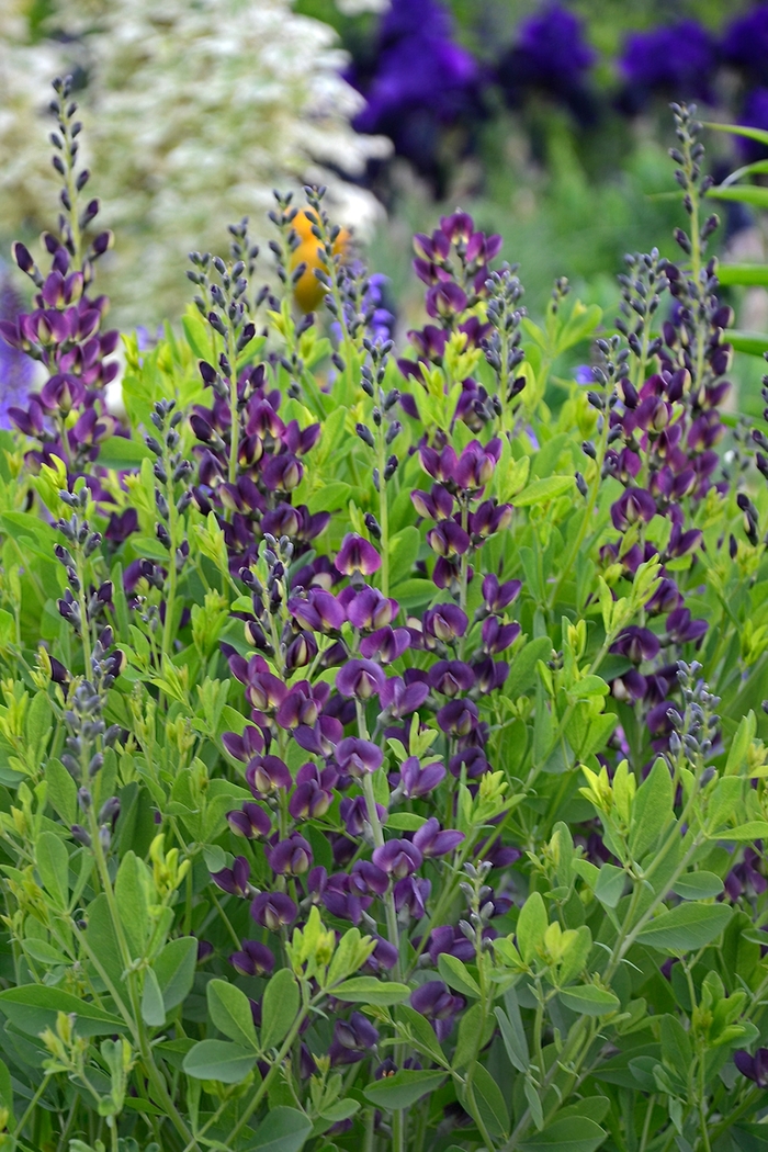 'Grape Taffy' False Indigo - Baptisia australis from Ladds Gardencener