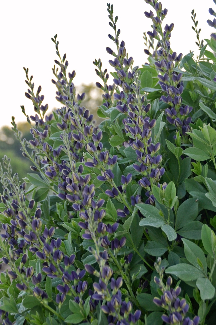'Indigo Spires' False Indigo - Baptisia australis from Ladds Gardencener