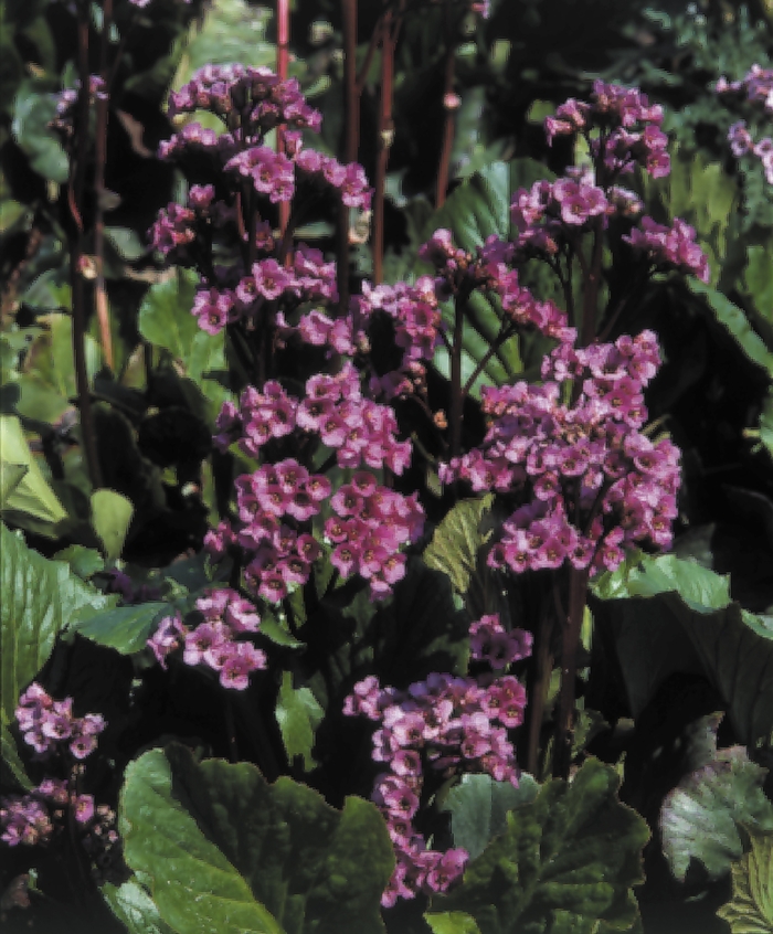 'Red Beauty' Pig Squeak - Bergenia cordifolia from Ladds Gardencener