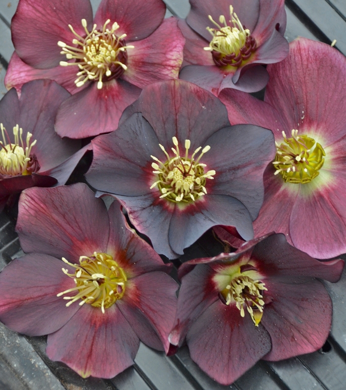 Honeymoon™ 'Rome in Red' - Helleborus (Lenten Rose) from Ladds Gardencener
