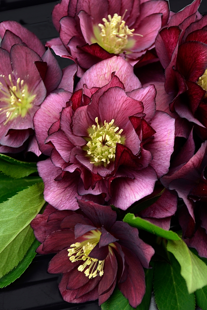 Wedding Party® 'True Love' - Helleborus (Lenten Rose) from Ladds Gardencener
