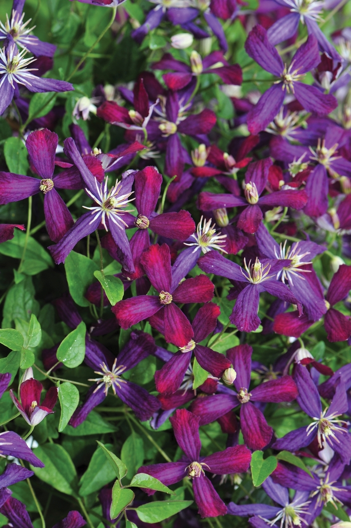 'Sweet Summer Love' - Clematis from Ladds Gardencener