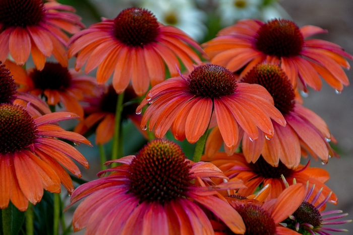Color Coded™ 'Orange You Awesome' - Echinacea (Coneflower) from Ladds Gardencener