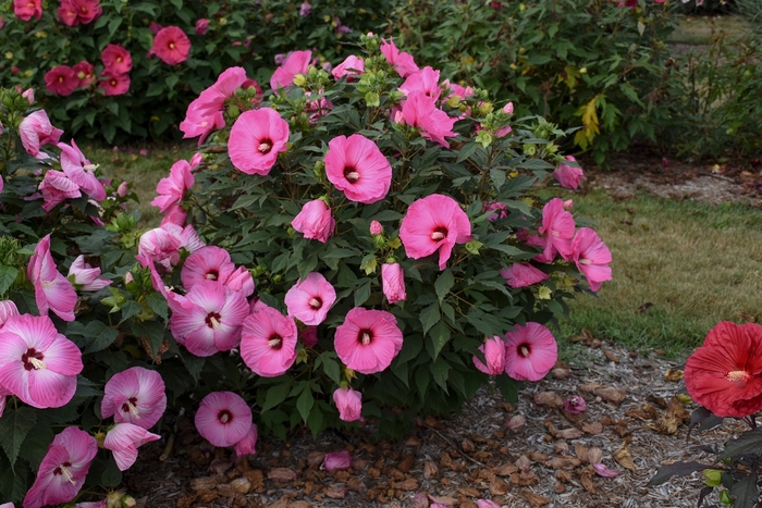 Summerific® 'Candy Crush' - Hibiscus (Rose Mallow) from Ladds Gardencener