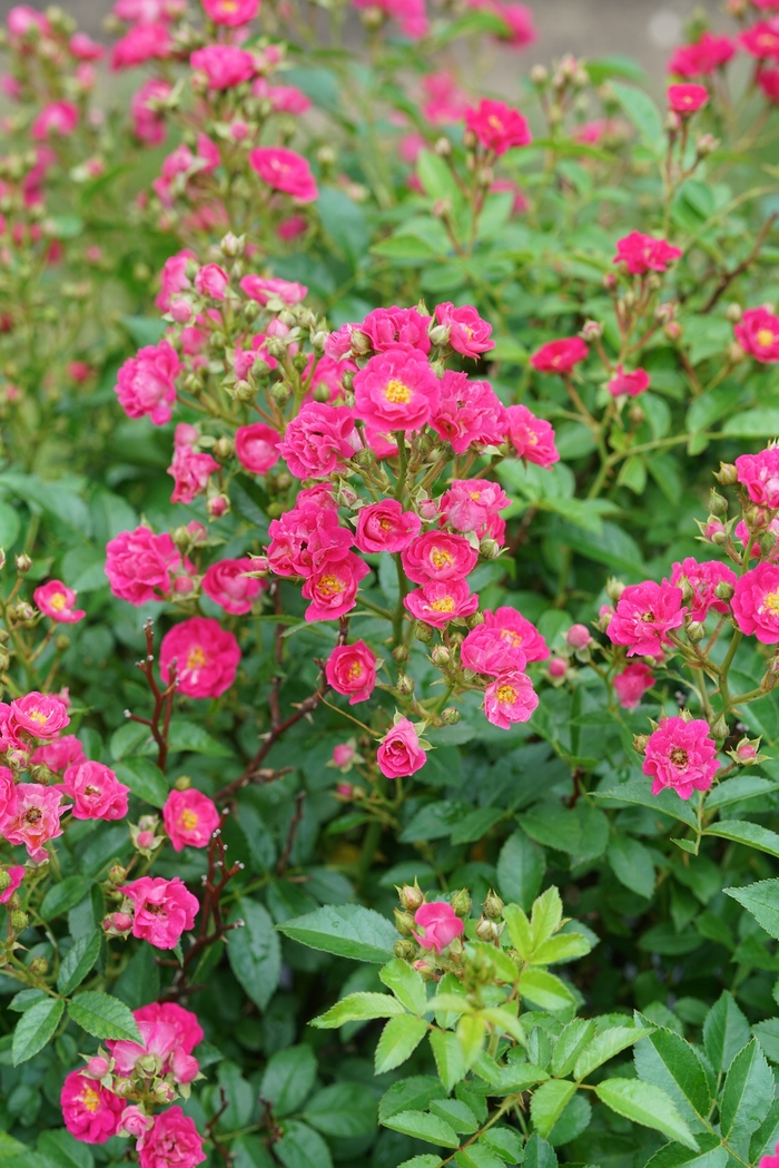 'Oso Easy Peasy®' Rose - Rosa from Ladds Gardencener