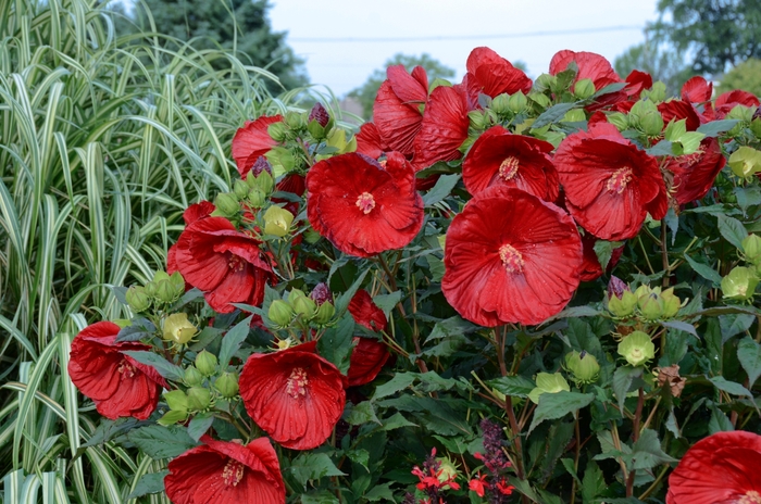 Summerific® 'Cranberry Crush' - Hibiscus (Rose Mallow) from Ladds Gardencener