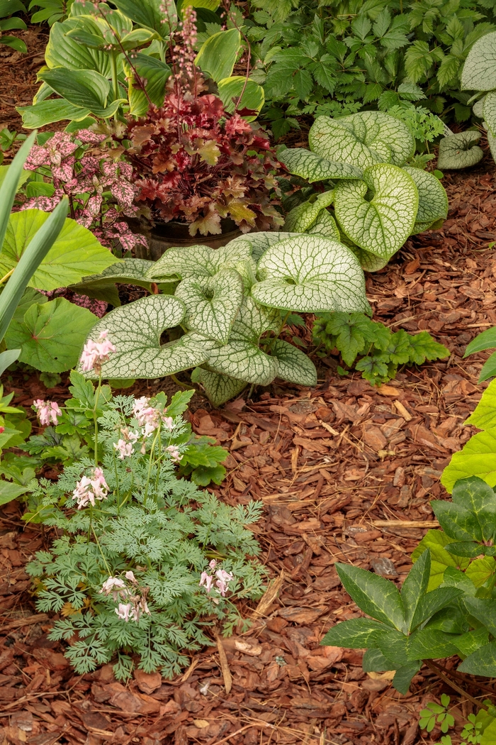 'Jack of Diamonds' Heartleaf Brunnera - Brunnera macrophylla from Ladds Gardencener