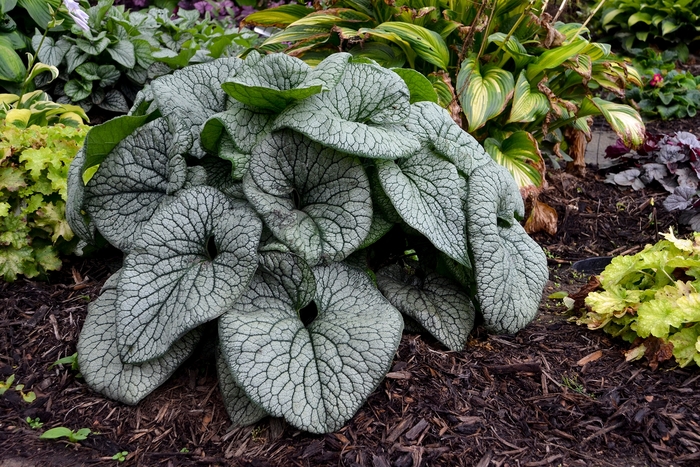 'Queen of Hearts' Heartleaf Brunnera - Brunnera macrophylla from Ladds Gardencener