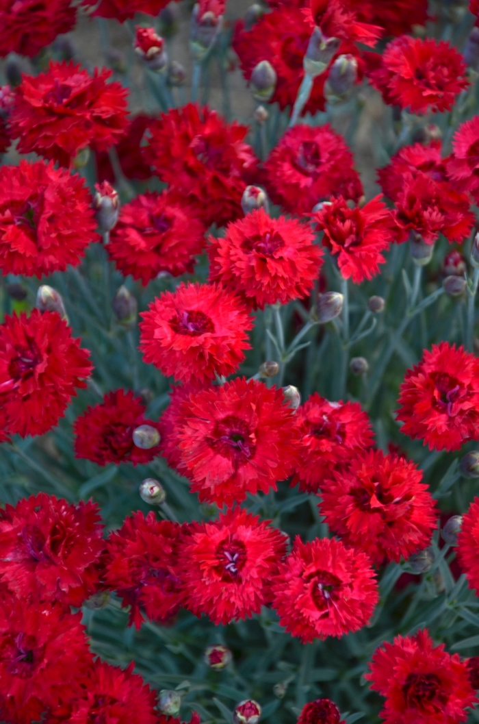 Fruit Punch® 'Maraschino' - Dianthus from Ladds Gardencener