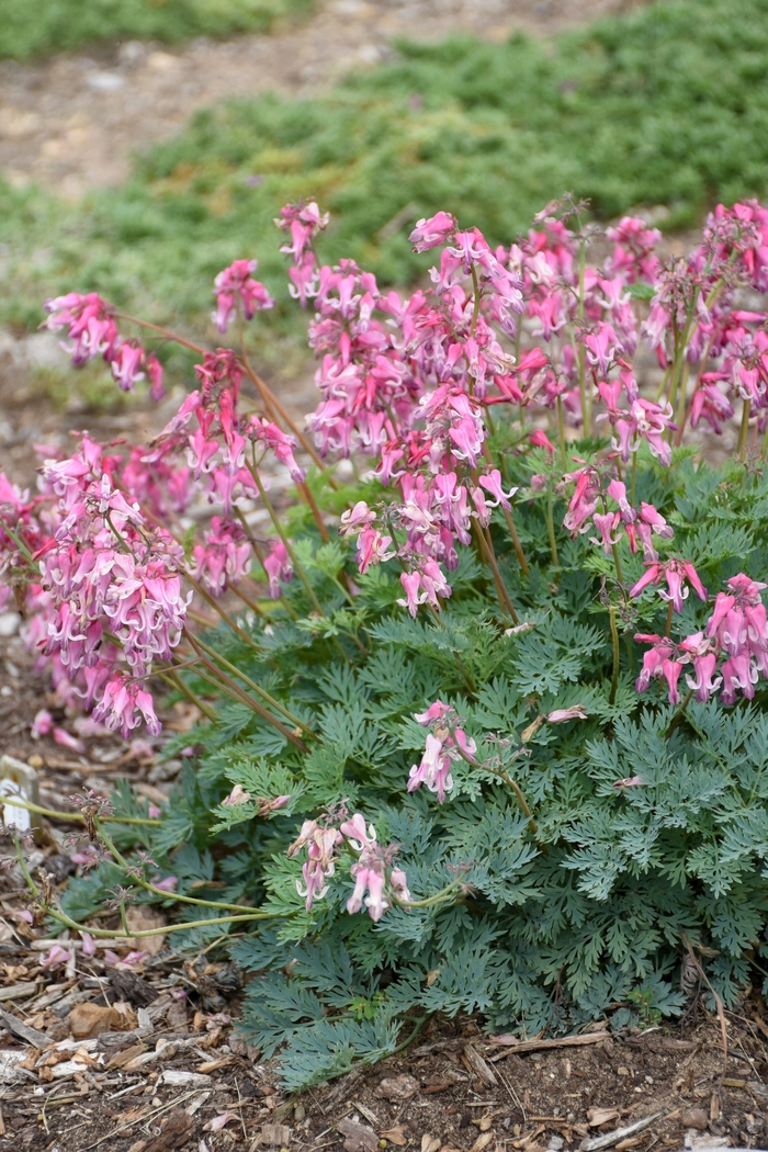 'Pink Diamonds' Fern-Leaf Bleeding Heart - Dicentra from Ladds Gardencener