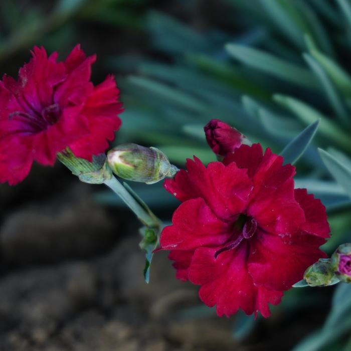 Mountain Frost™ 'Red Garnet' - Dianthus from Ladds Gardencener