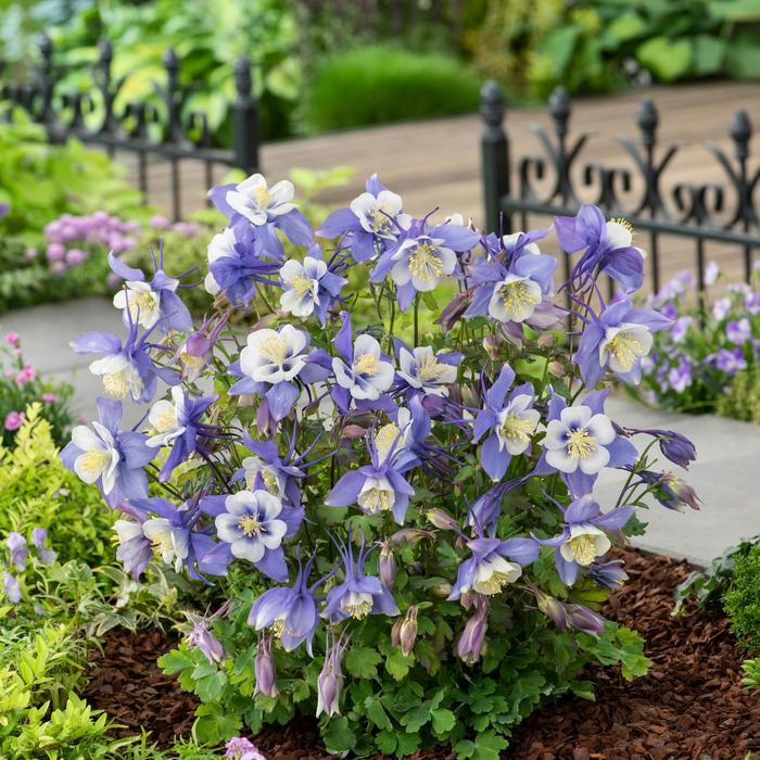 Earlybird™ Blue White - Aquilegia caerulea (Columbine) from Ladds Gardencener