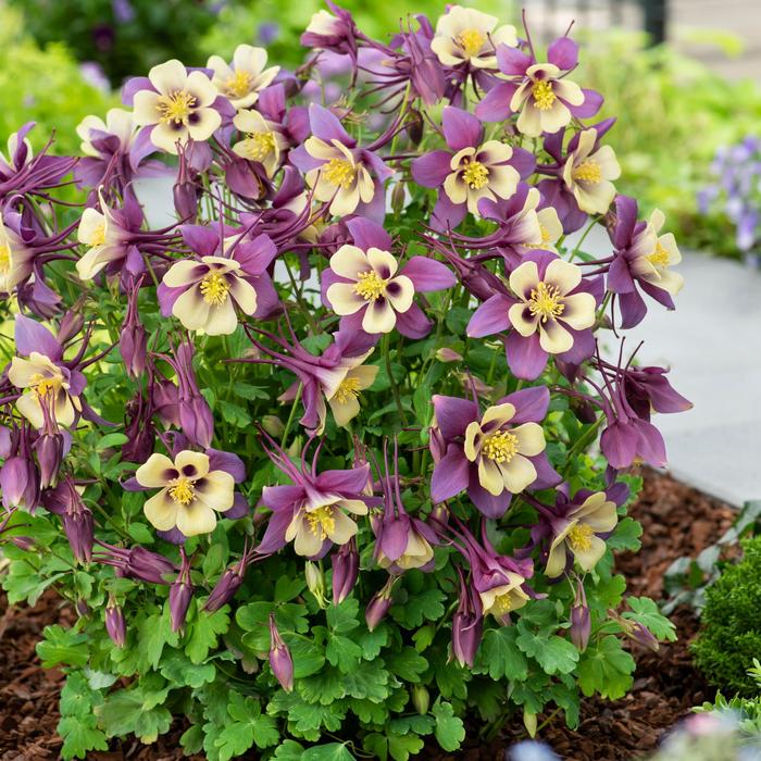 Earlybird™ Purple Yellow - Aquilegia caerulea (Columbine) from Ladds Gardencener