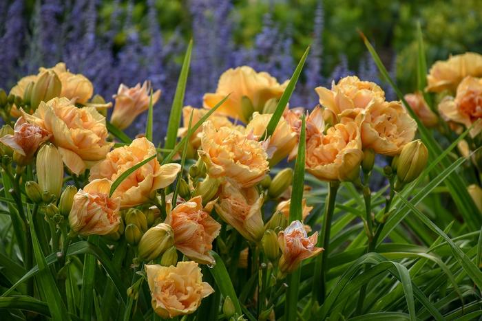 Rainbow Rhythm® 'Siloam Peony Display' - Hemerocallis (Daylily) from Ladds Gardencener