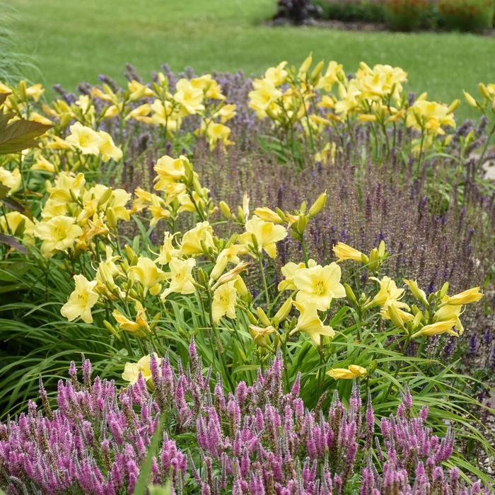 Rainbow Rhythm® 'Going Bananas' - Hemerocallis (Daylily) from Ladds Gardencener