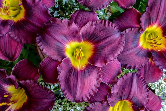 Rainbow Rhythm® 'Nosferatu' - Hemerocallis (Daylily) from Ladds Gardencener