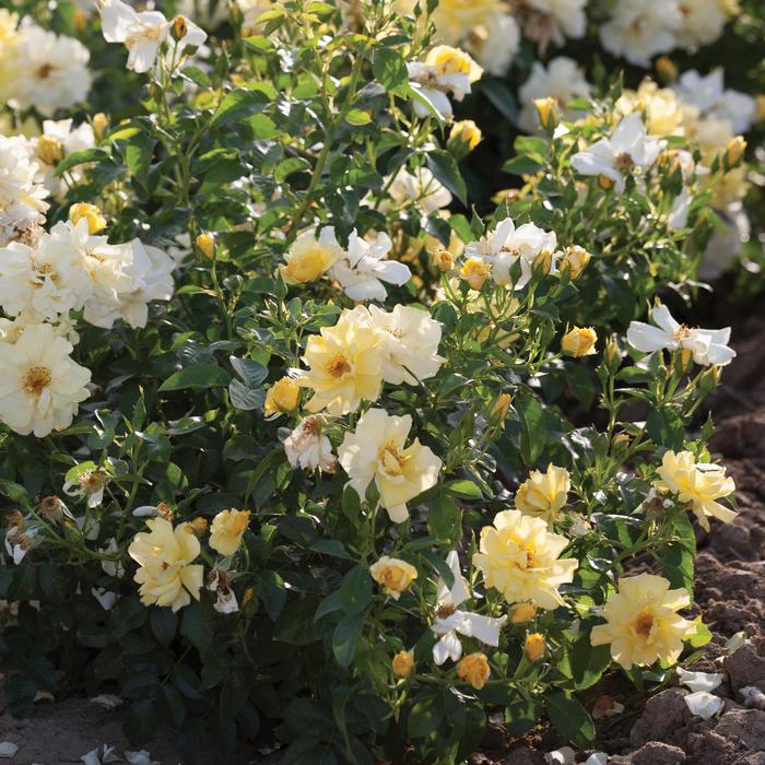 'Lemon Drift®' Rose - Rosa from Ladds Gardencener