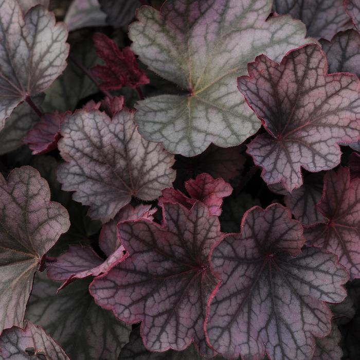 'Carnival Rose Granita' Coral Bells - Heuchera from Ladds Gardencener