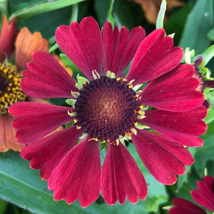 Sneezeweed - Helenium autumnale from Ladds Gardencener