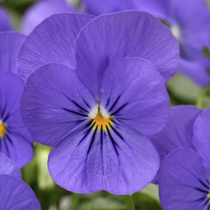 Penny™ Blue - Viola cornuta (Pansy) from Ladds Gardencener