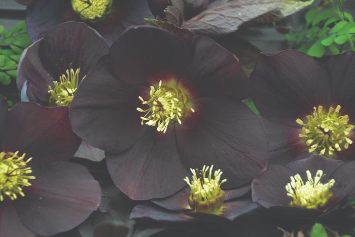 Honeymoon® 'New York Night' - Helleborus (Lenten Rose) from Ladds Gardencener
